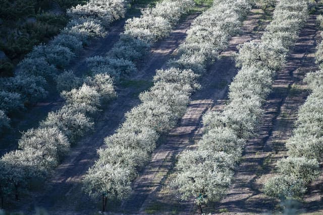 Olive field