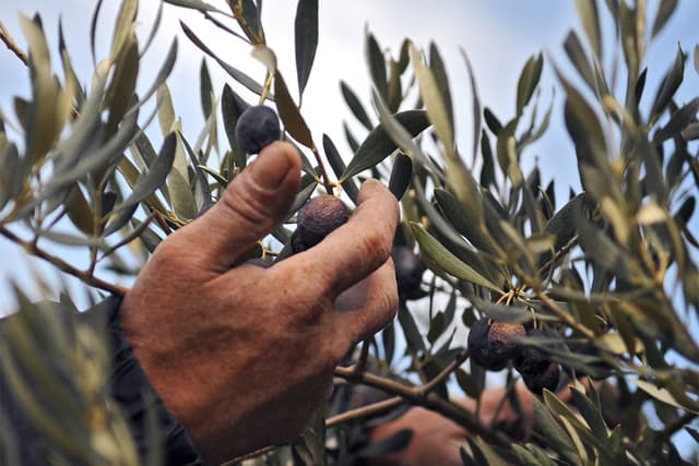 Olive picking