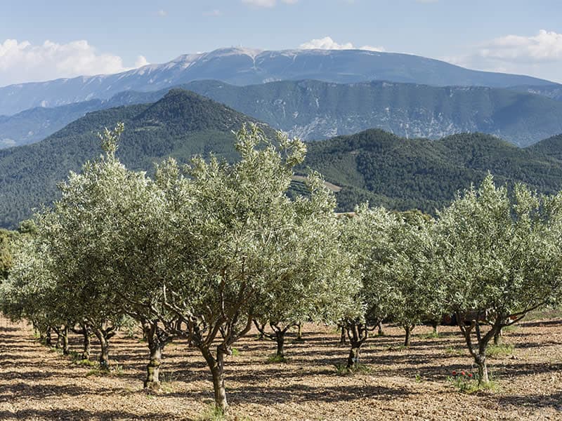 Vitale